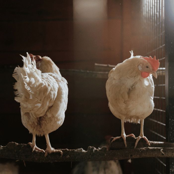 Ferranti propone in vendita prodotti per galline