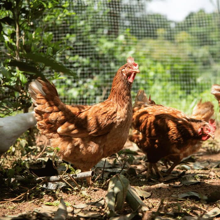 Ferranti propone in vendita prodotti per galline