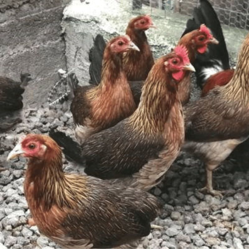 Ferranti propone in vendita prodotti per galline