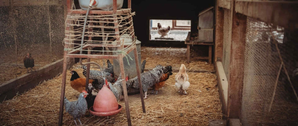 Come costruire un pollaio per galline ovaiole: la guida pratica migliore