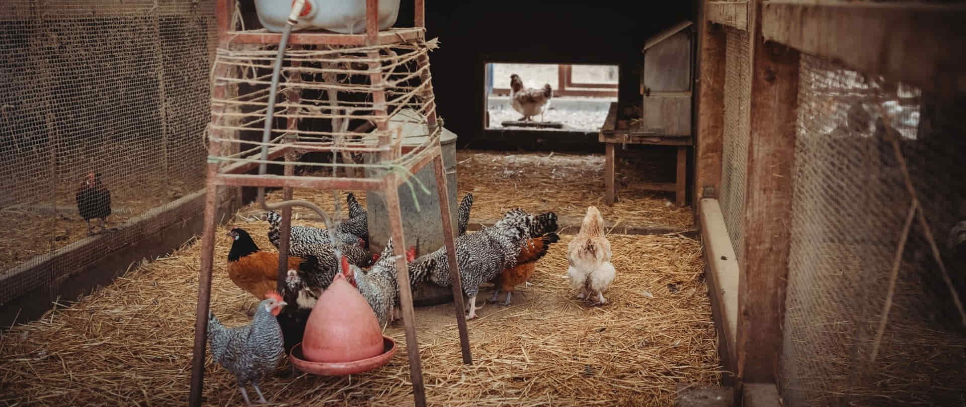 Come costruire un pollaio per galline ovaiole: la guida pratica