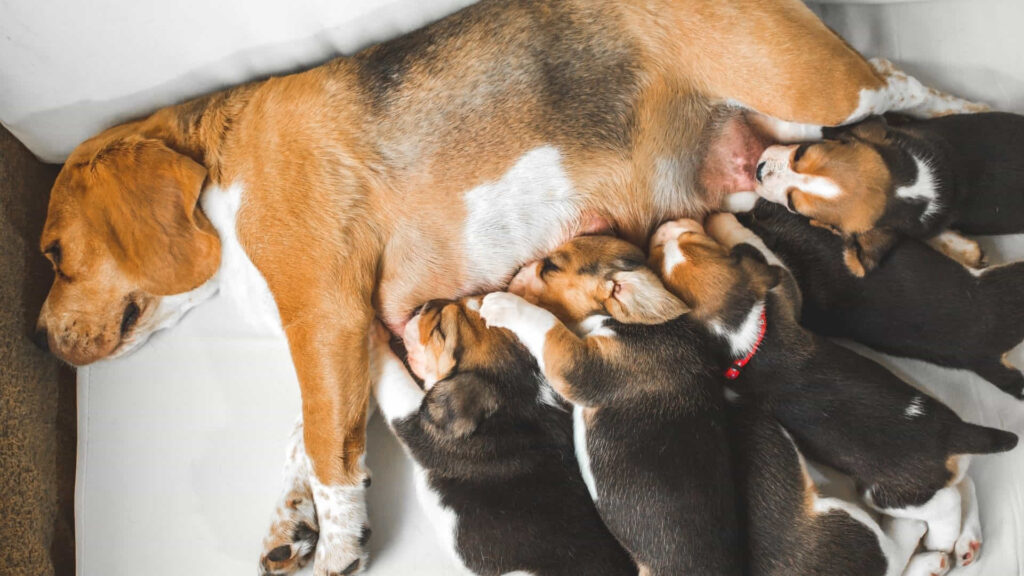 Cassa parto per cani: tutti i modelli e le dimensioni disponibili online