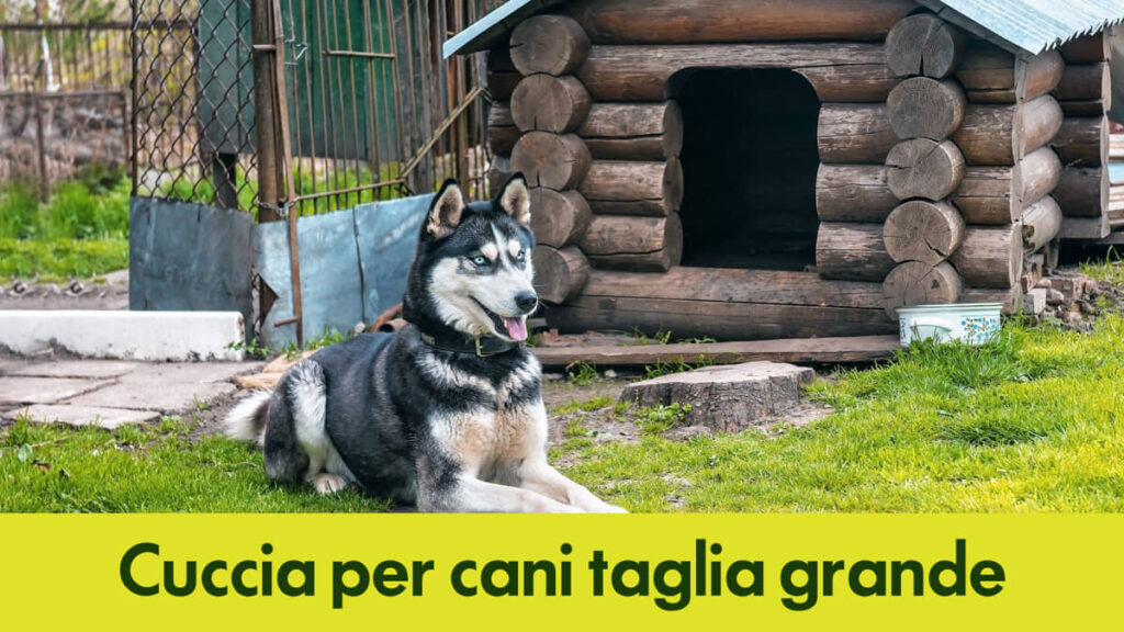 Cuccia per cani taglia grande: scopri le caratteristiche principali