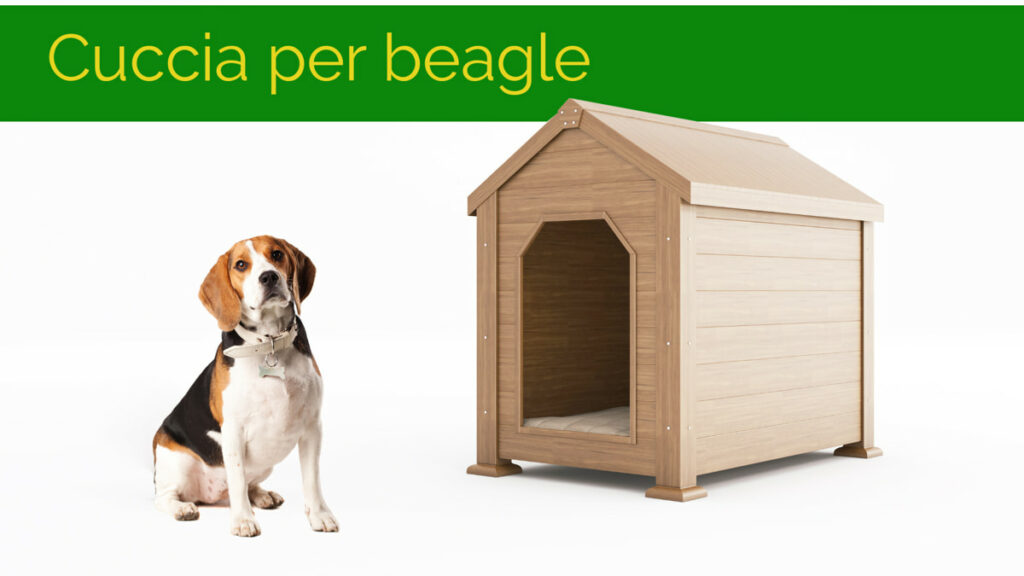 Scopri quale cuccia è più giusta per il tuo cane di razza beagle