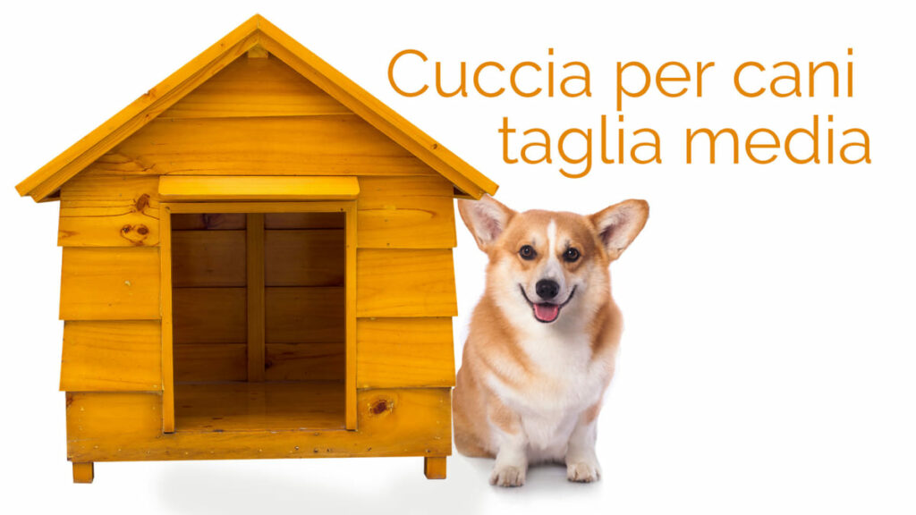 scopri la miglior cuccia per cani taglia media con misure e modelli