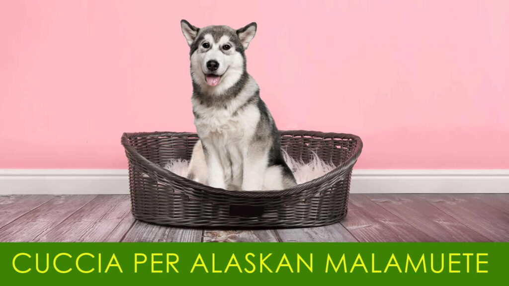 Guida online per cuccia per alaskan malamute