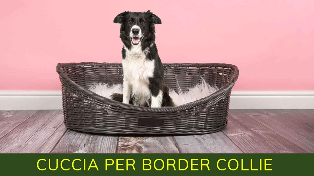 Guida online per scegliere la cuccia per border collie