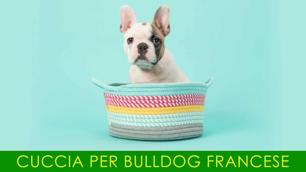 Cuccia per bulldog francese