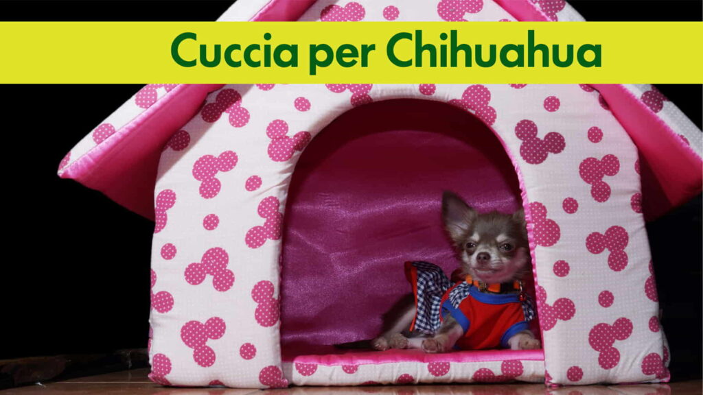 scopri la guida dedicata alle cucce per chihuahua