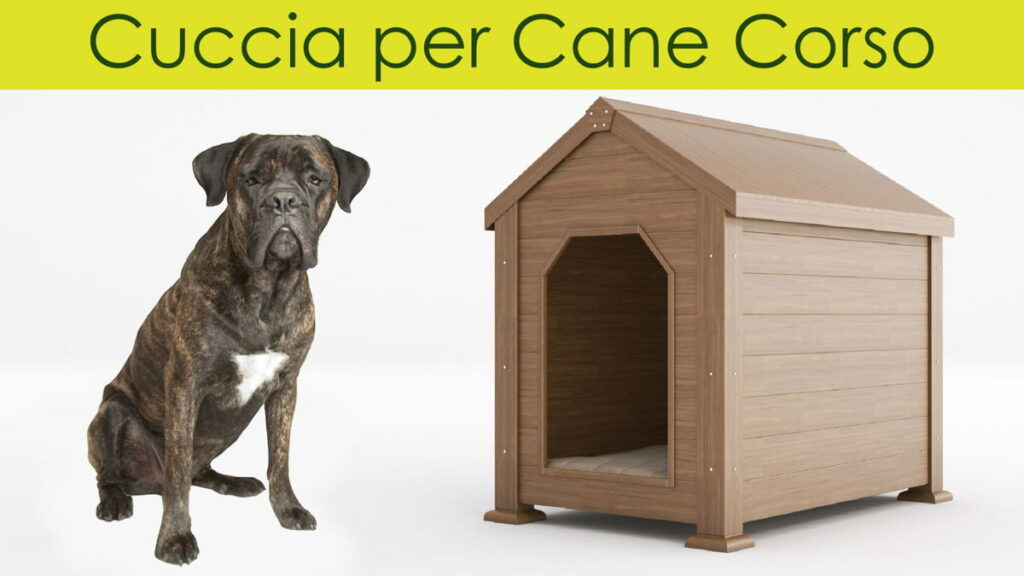 Guida online per scegliere la cuccia per Cane Corso