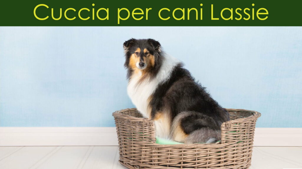 Guida online per scegliere la cuccia per Cani Lassie