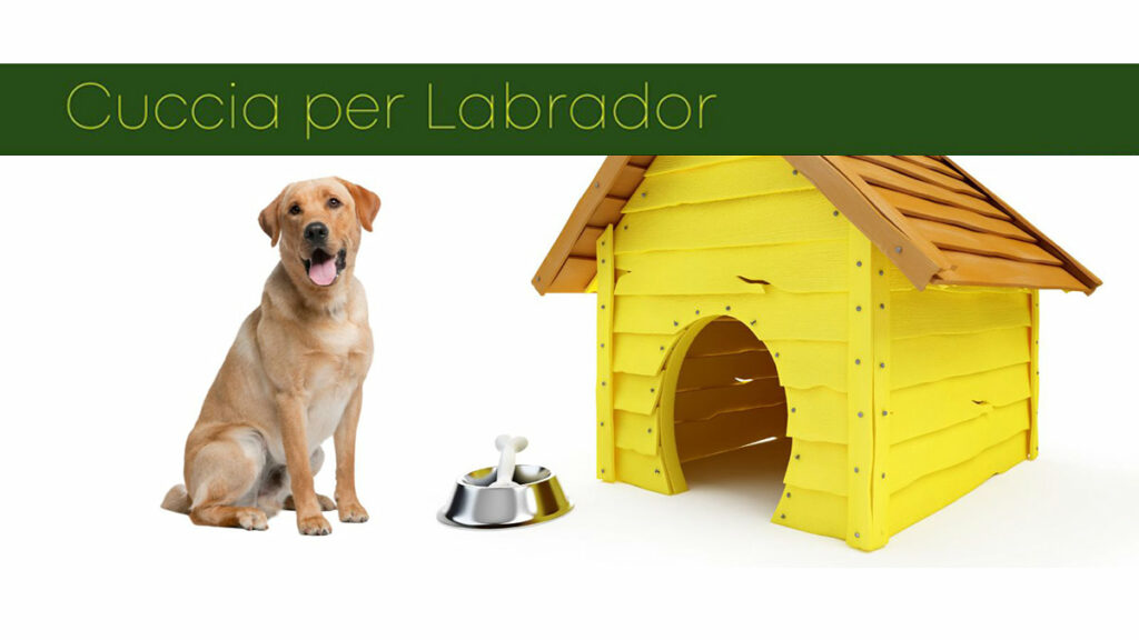 Scopri migliore guida per scegliere la cuccia per labrador