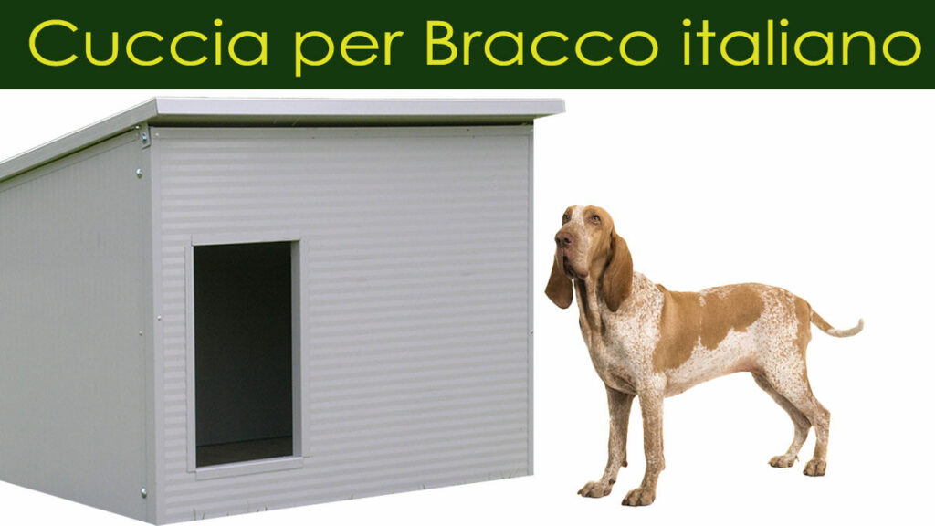 Scopri tutte le caratteristiche che deve avere una cuccia per Bracco italiano