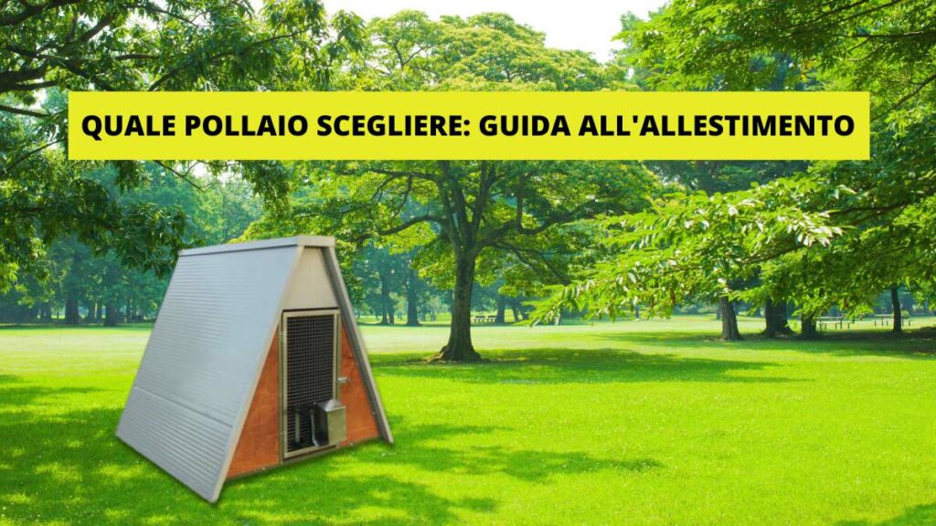 Quale pollaio scegliere e guida all'allestimento