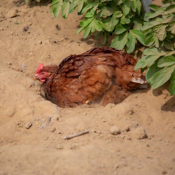 Gallina fa bagno di sabbia