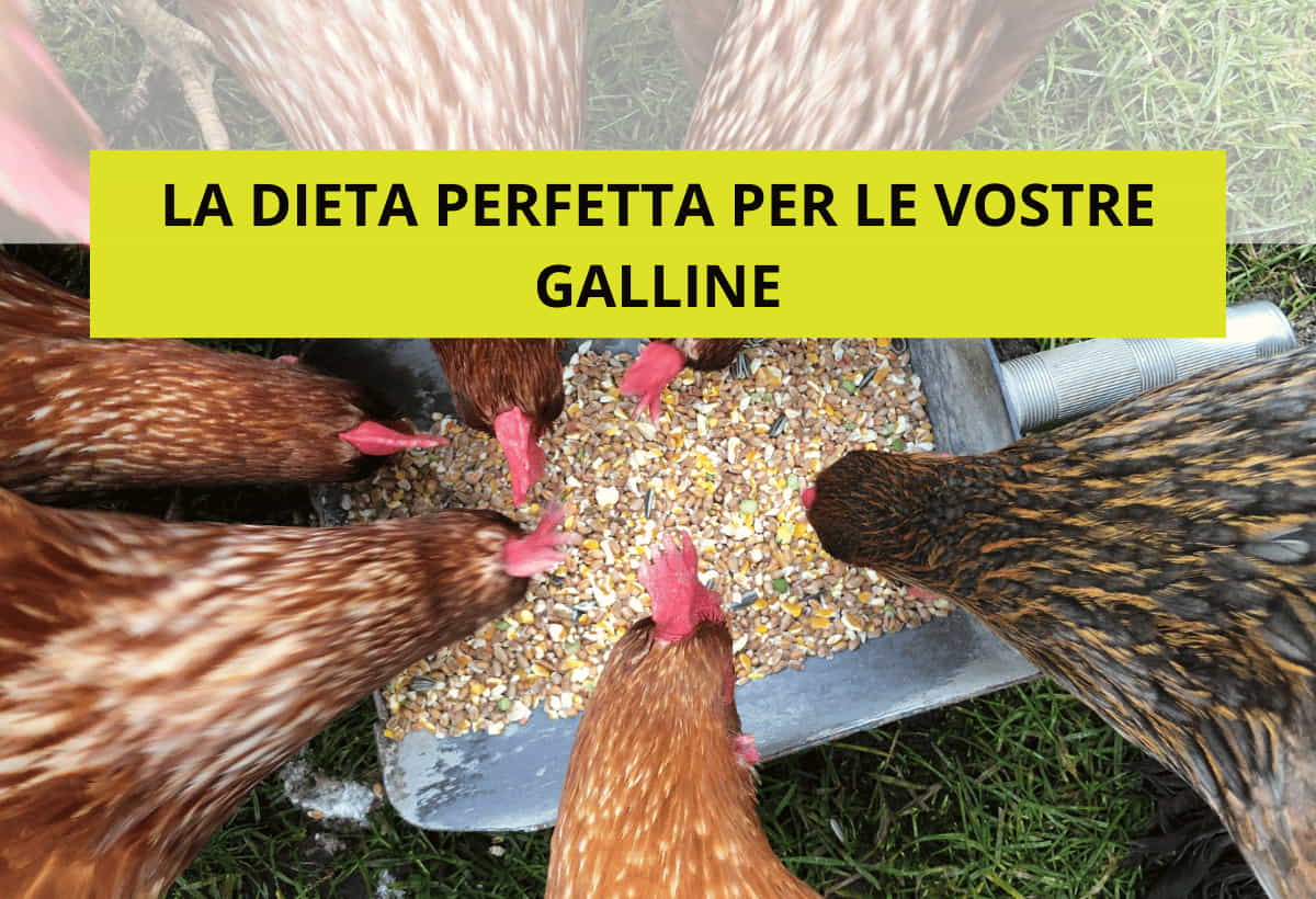 Ferranti, vendita articoli per allevamento galline