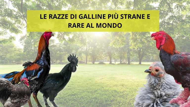 Ferranti, vendita articoli per allevamento galline