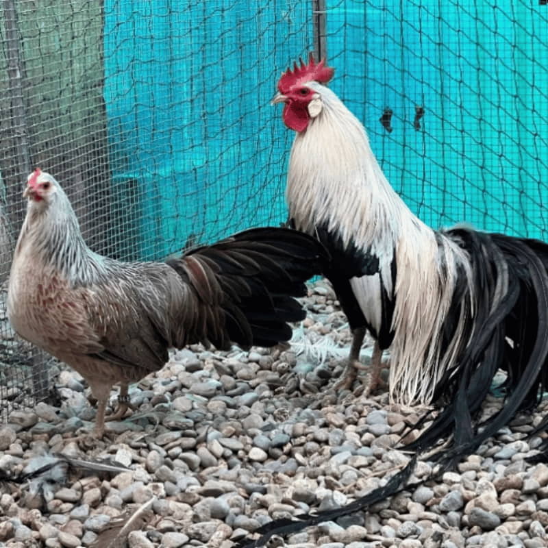 Ferranti propone in vendita prodotti per galline