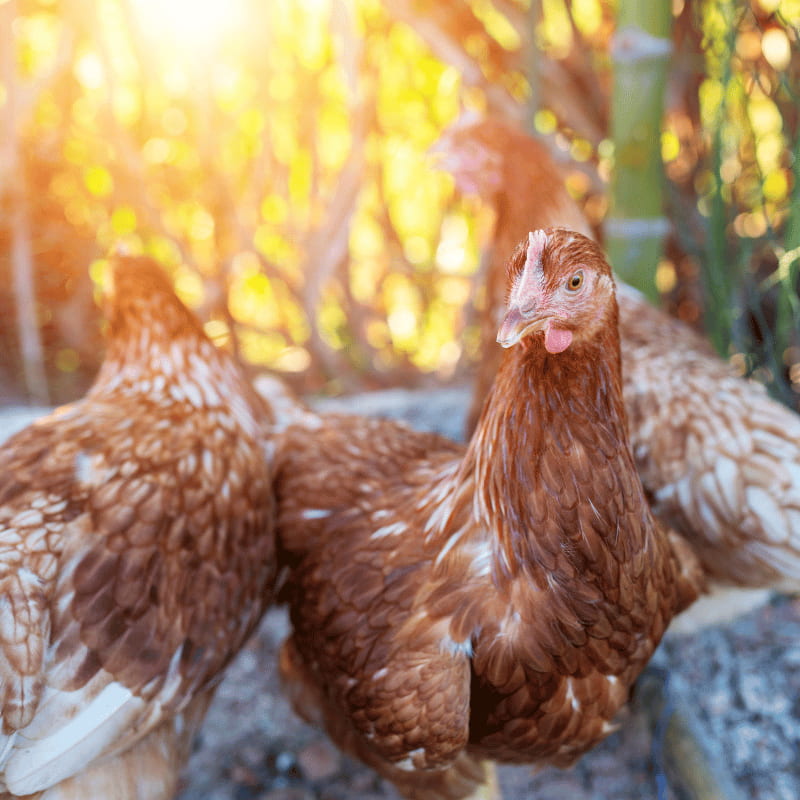 Ferranti vendita prodotti per allevamento galline