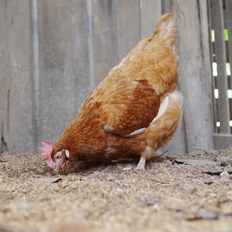 Ferranti, vendita articoli per allevamento galline