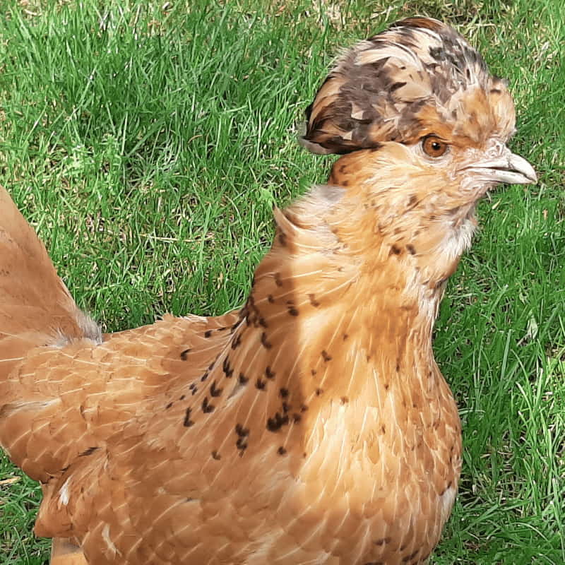 Ferranti propone in vendita prodotti per galline