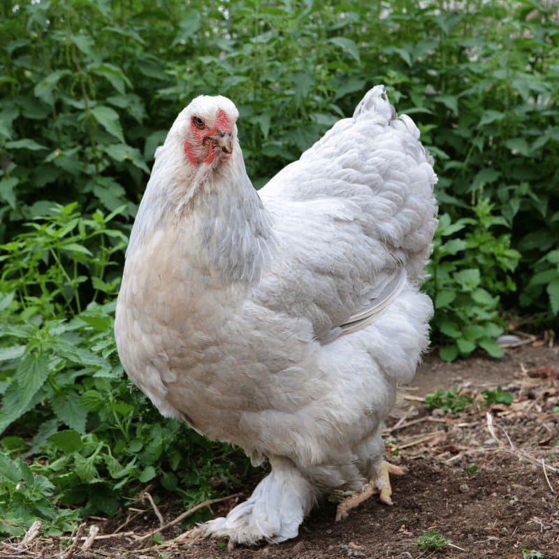Ferranti, vendita articoli per allevamento galline