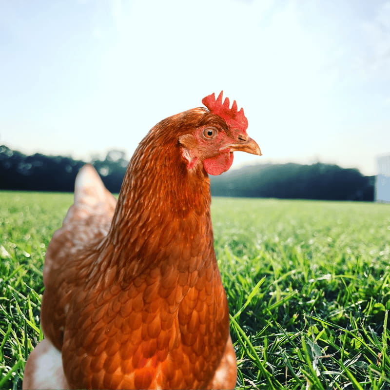 Ferranti vendita prodotti per allevamento galline