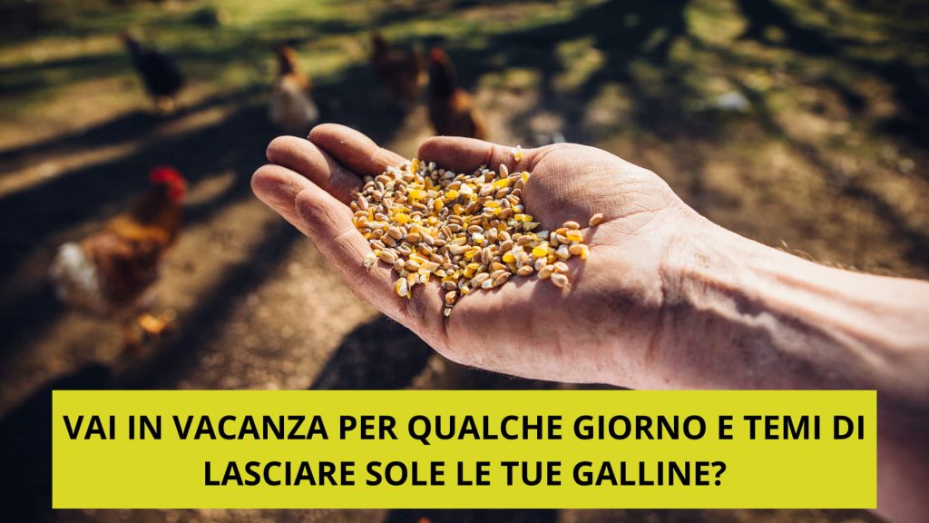 Accudire la galline mentre sei in vacanza