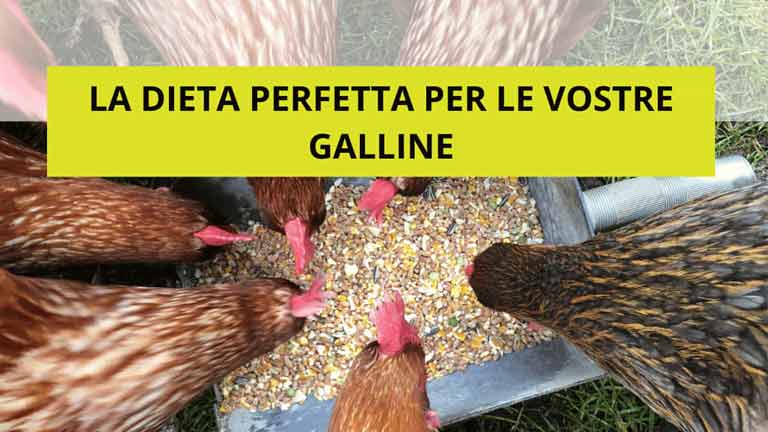 Ferranti, vendita articoli per allevamento galline