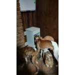 Photo from customer for Gravity dog feeder 10kg